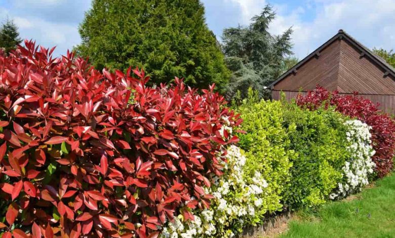 plantas de exterior resistentes al frío y calor