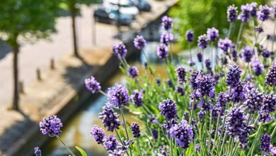 Conociendo diferentes tipos de plantas aromáticas