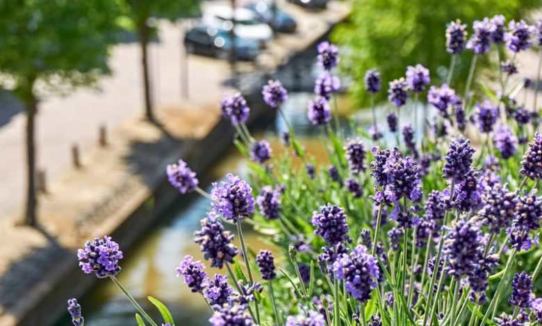 Conociendo diferentes tipos de plantas aromáticas