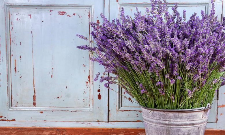 lavanda planta