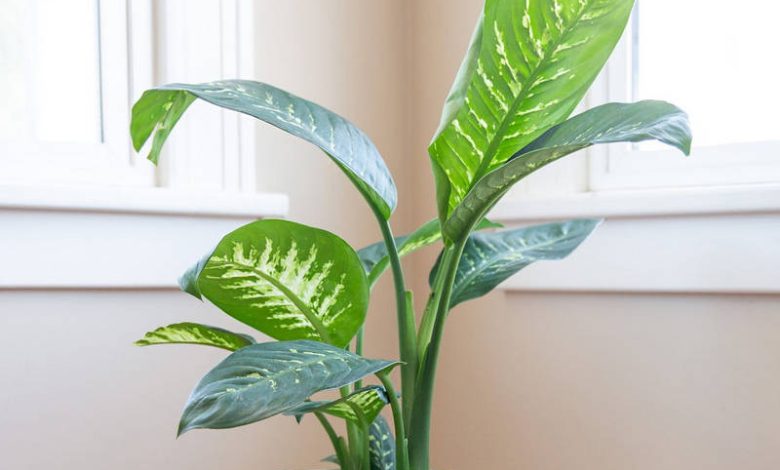 plant dieffenbachia