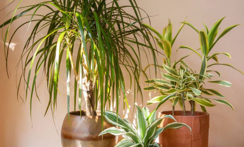 plant dracena