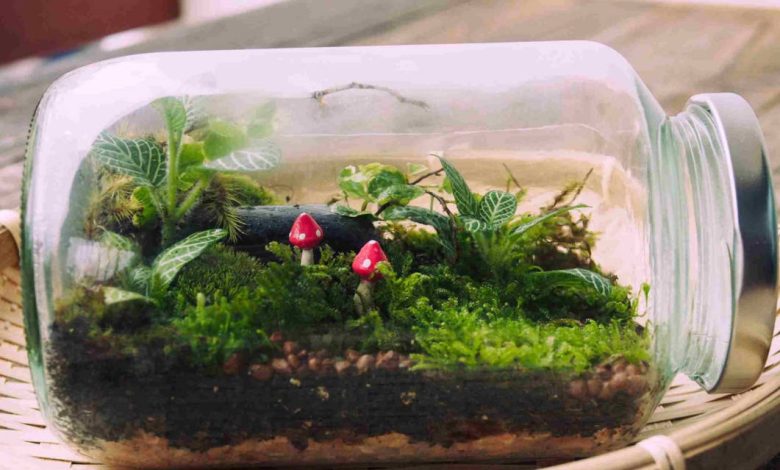 terrario plantas