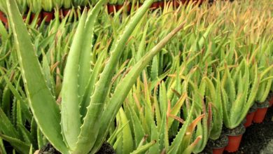 aloe vera planta