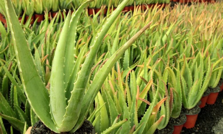 aloe vera planta