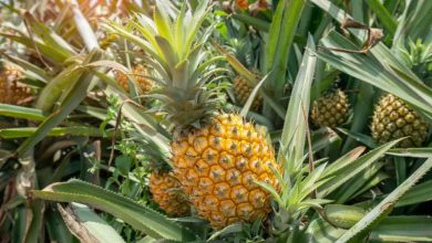 La Fascinante Planta de Piña