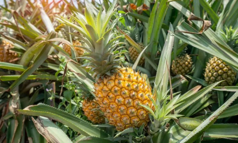 La Fascinante Planta de Piña