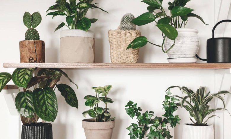 Plantas para interiores oscuros: Guía completa para espacios con poca luz