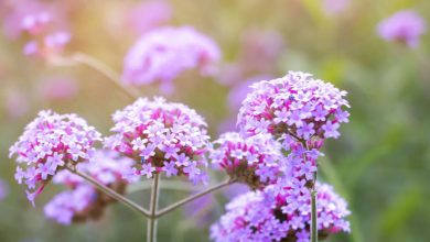 verbena planta