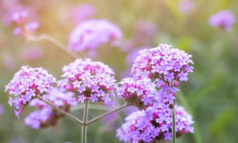 verbena planta