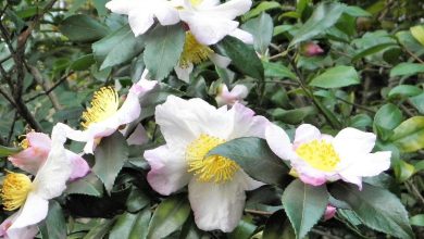 camellia sinensis planta