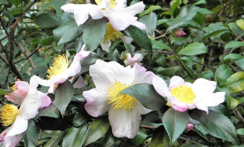 camellia sinensis planta