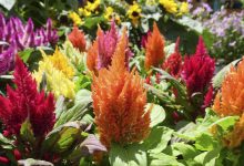 Celosia planta