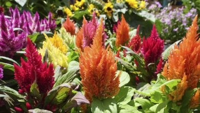 Celosia planta