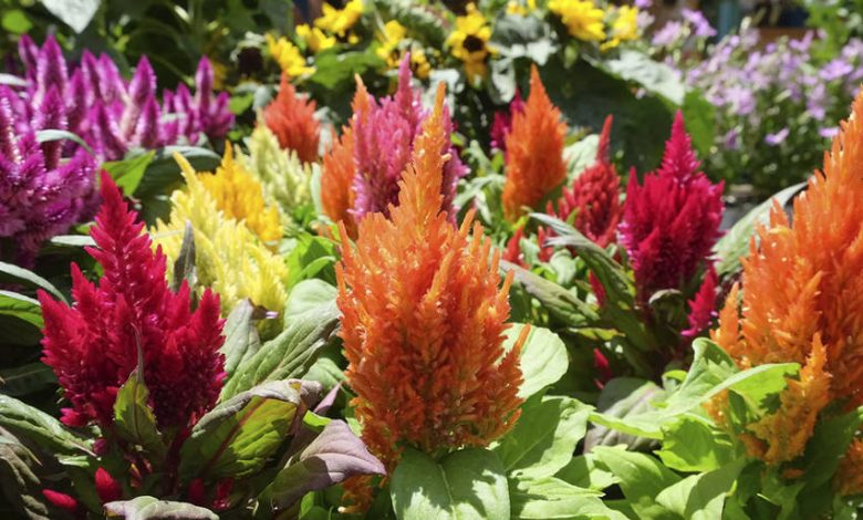 Celosia planta