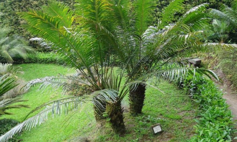 cycas planta