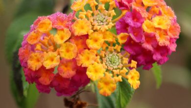 Lantana camara