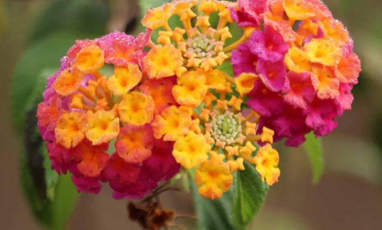 Lantana camara