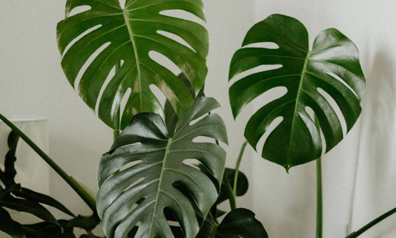 monstera planta