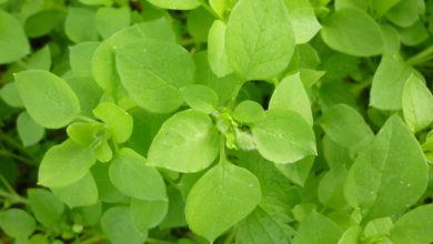 La Pamplina (Stellaria media)