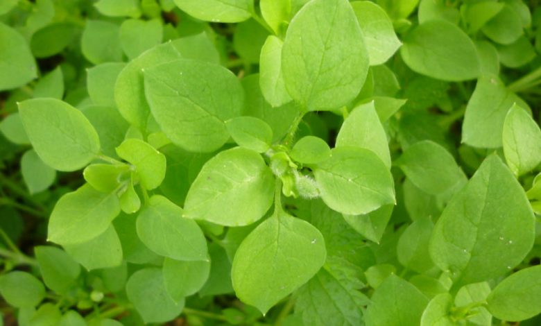 La Pamplina (Stellaria media)