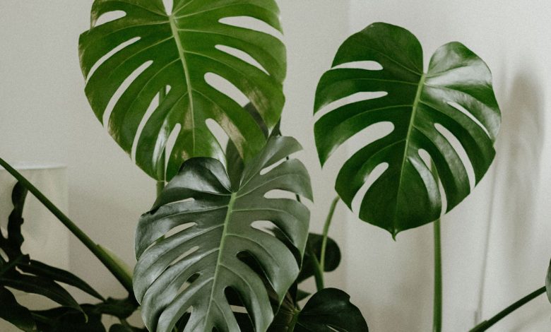 La Planta Monstera