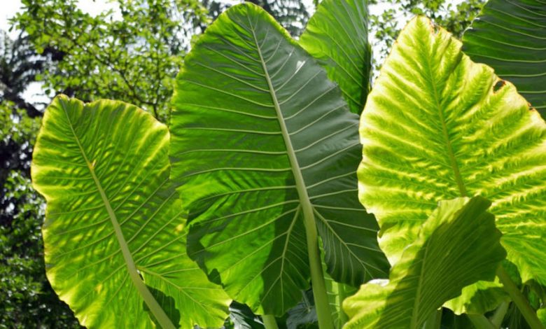 Alocasia odora