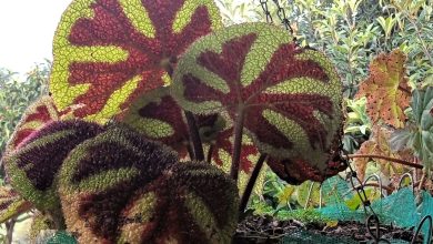 begonia planta