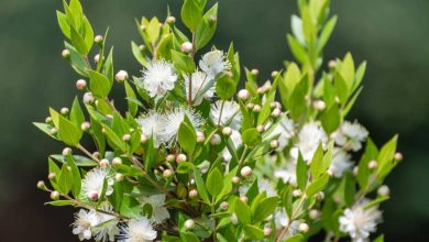 myrtus plant