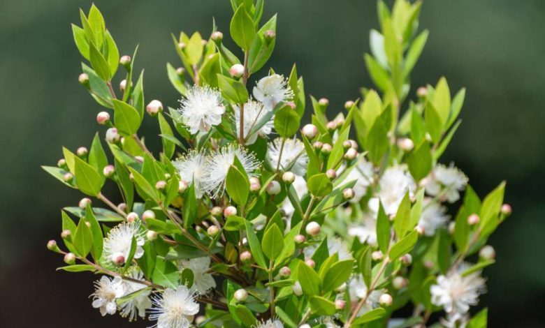 myrtus plant