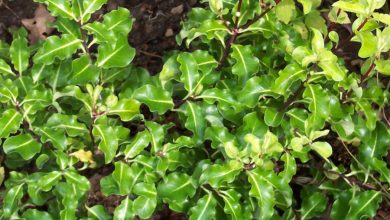 pittosporum planta