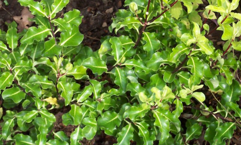 pittosporum planta