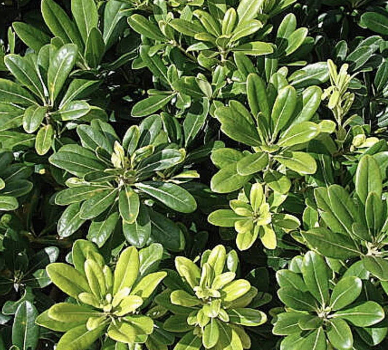 Pittosporum 