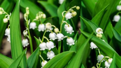 planta convallaria