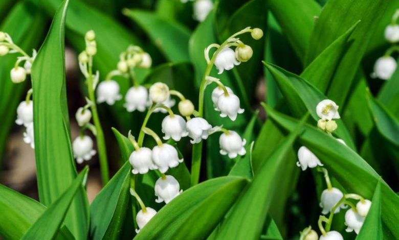 planta convallaria