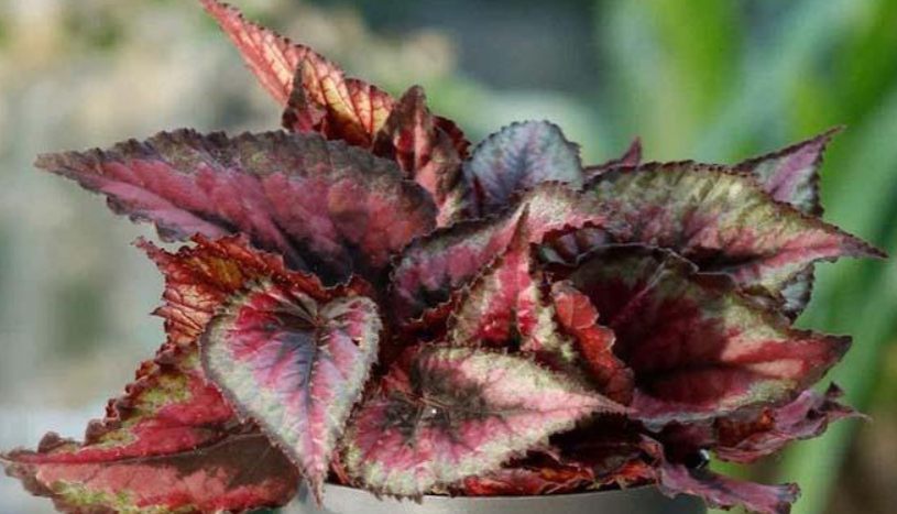 La Begonia