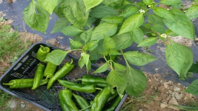 planta de pimiento italiano