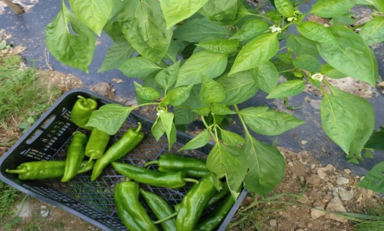 planta de pimiento italiano