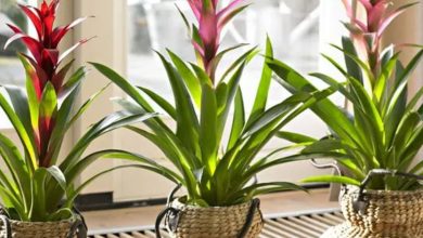 plantas guzmania