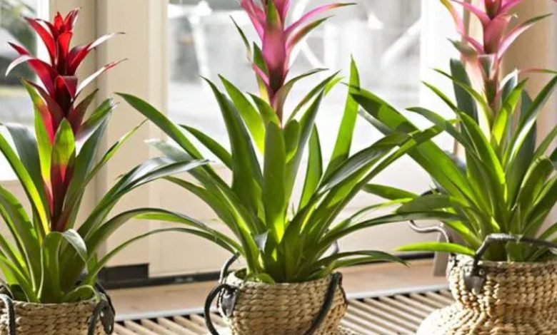 plantas guzmania