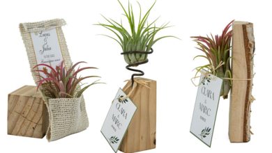 mini plantas regalo boda