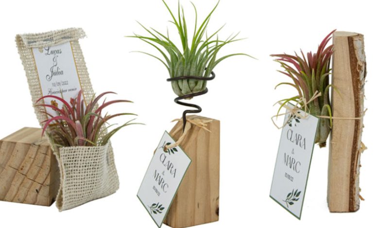 mini plantas regalo boda