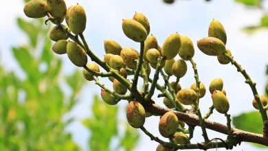 planta de pistacho injertada