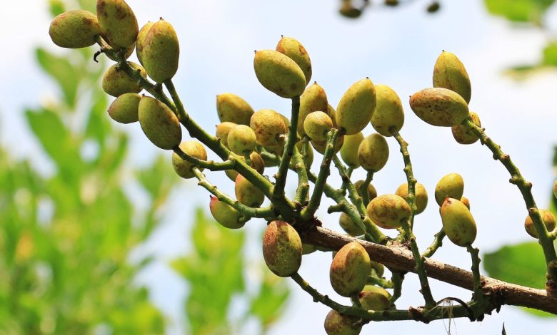 planta de pistacho injertada