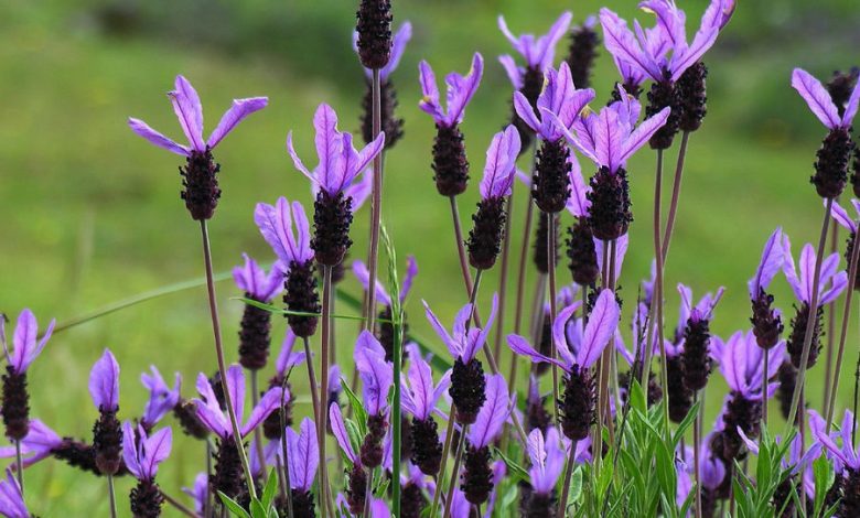 plantas mediterráneas con flor