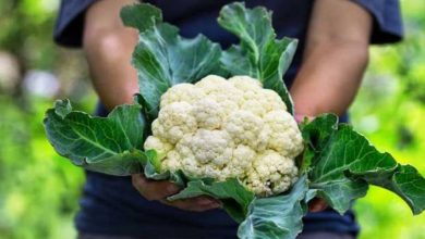 Todo lo que Necesitas Saber sobre la Planta de Coliflor