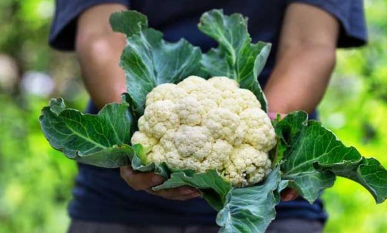 Todo lo que Necesitas Saber sobre la Planta de Coliflor