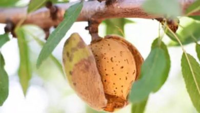 Planta de Almendro