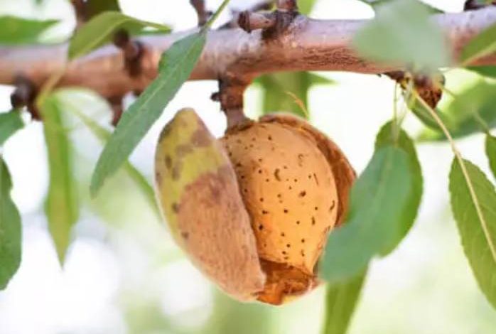 Planta de Almendro