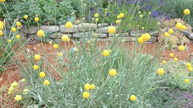 Craspedia Globosa Plant